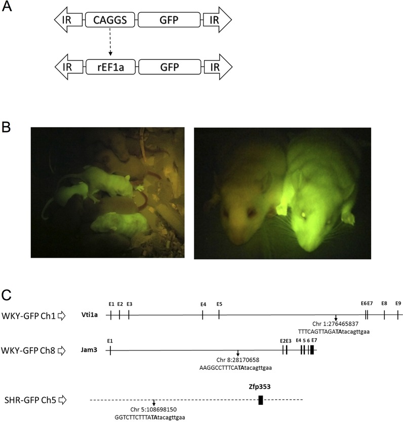 Fig. 1.