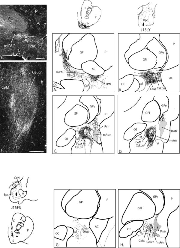 Fig. 11