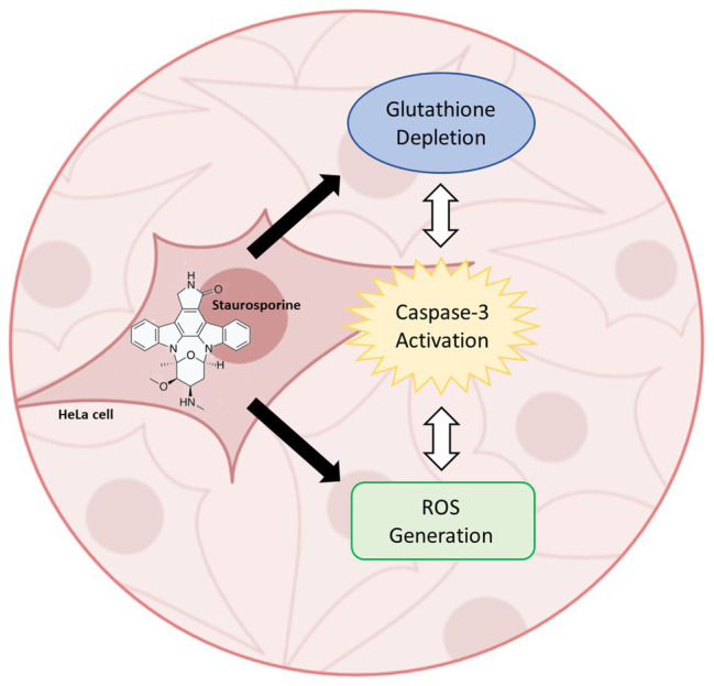 Graphical Abstract