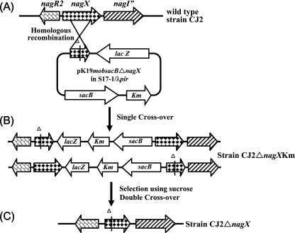 FIG. 2.