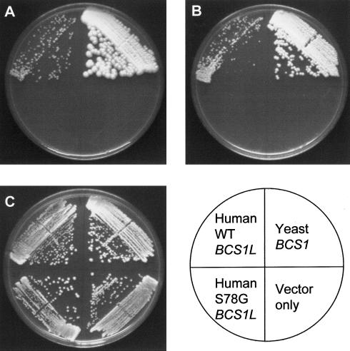 Figure  6