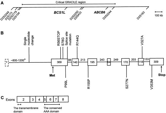 Figure  1