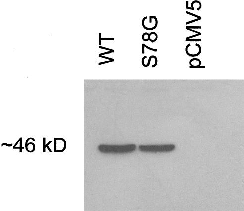 Figure  4