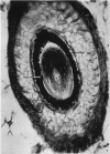 80-3