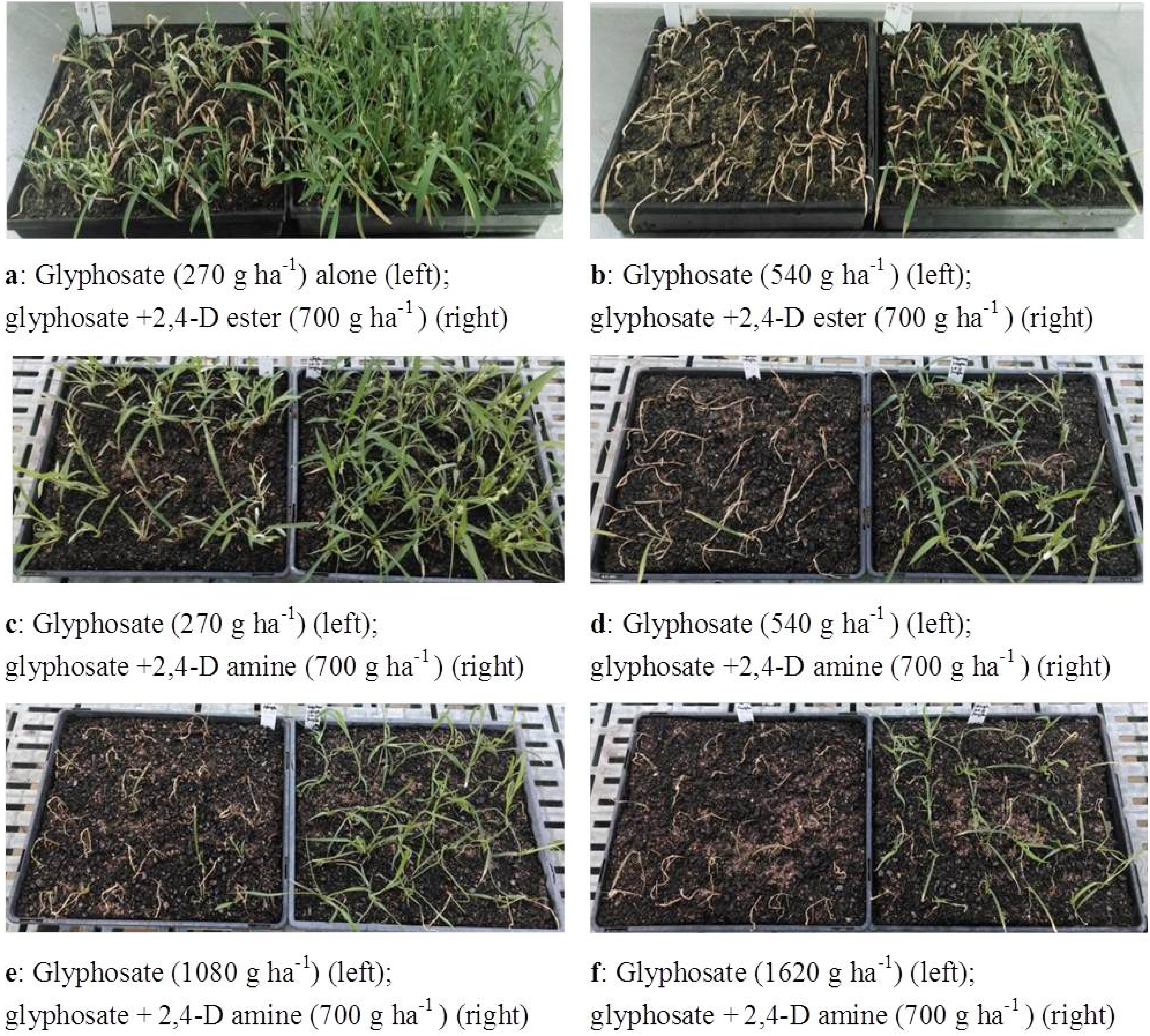 Fig. 1. Reduced glyphosate control of glyphosate-resistant barnyard grass populations P106L (a–d) and WAEC4 (e and f) by tank-mixing glyphosate with 2,4-D ester (a and b) or amine (c–f) 3 weeks after treatment.