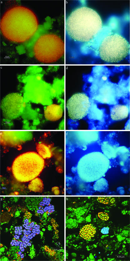 FIG. 6.