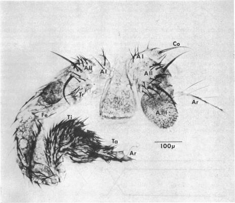 graphic file with name pnas00111-0190-a.jpg