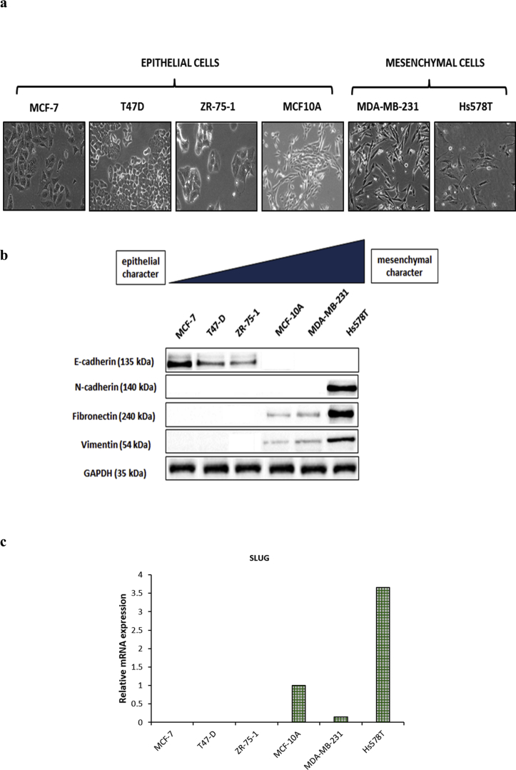 Supplementary Fig. S1