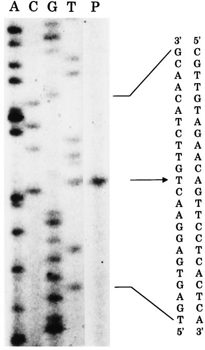 FIG. 4