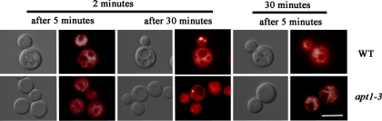 FIG. 7.