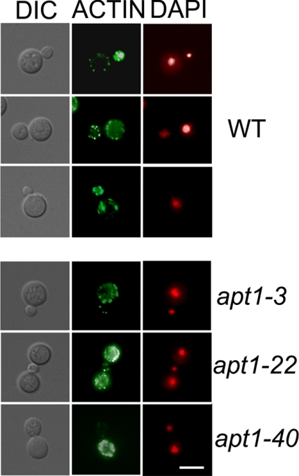 FIG. 6.