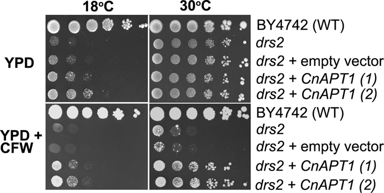 FIG. 1.