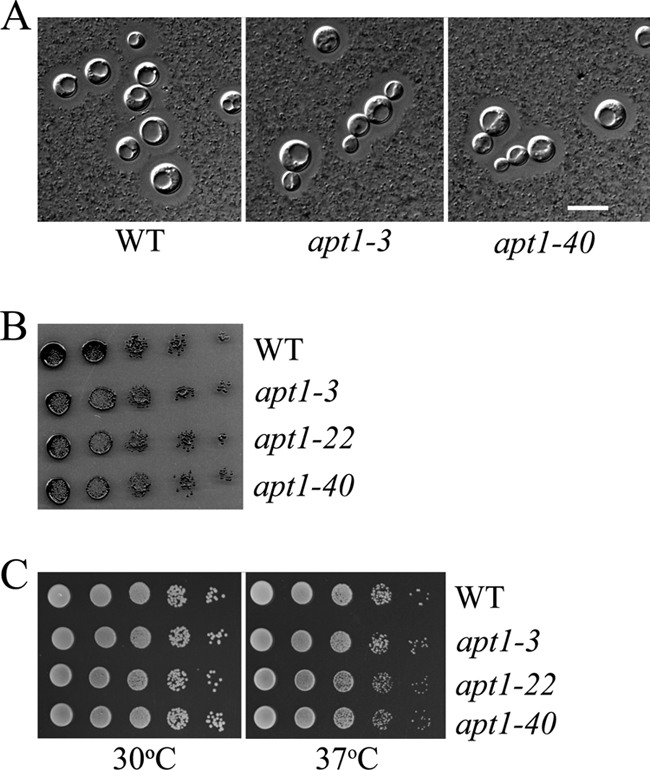 FIG. 2.