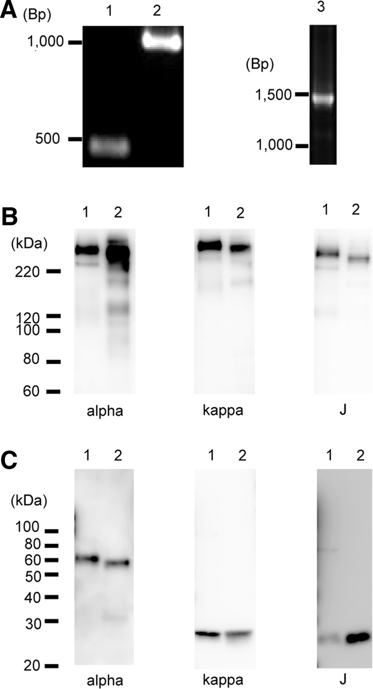 FIG. 1.