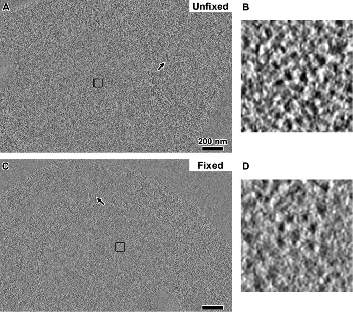 FIGURE 4: