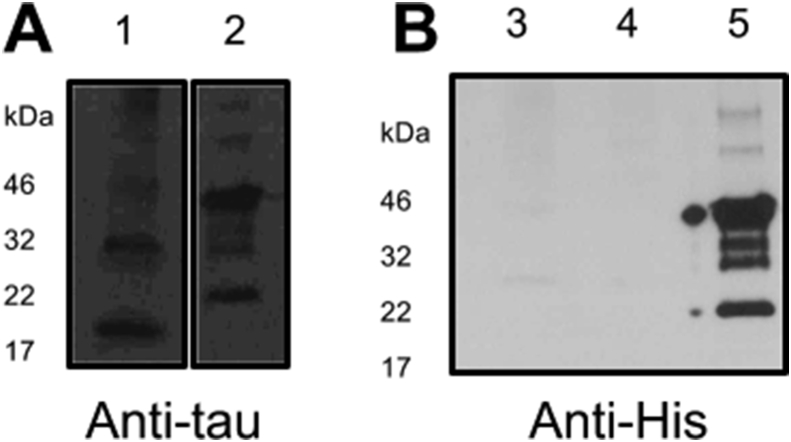 Fig. 7