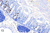 Figure 13.