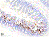 Figure 39.