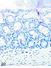 Figure 20.