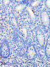 Figure 21.