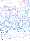 Figure 19.