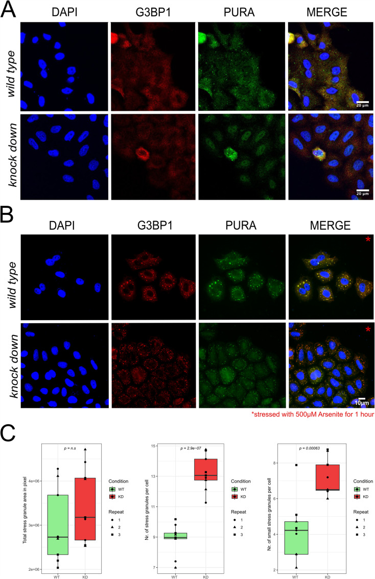 Figure 1—figure supplement 4.