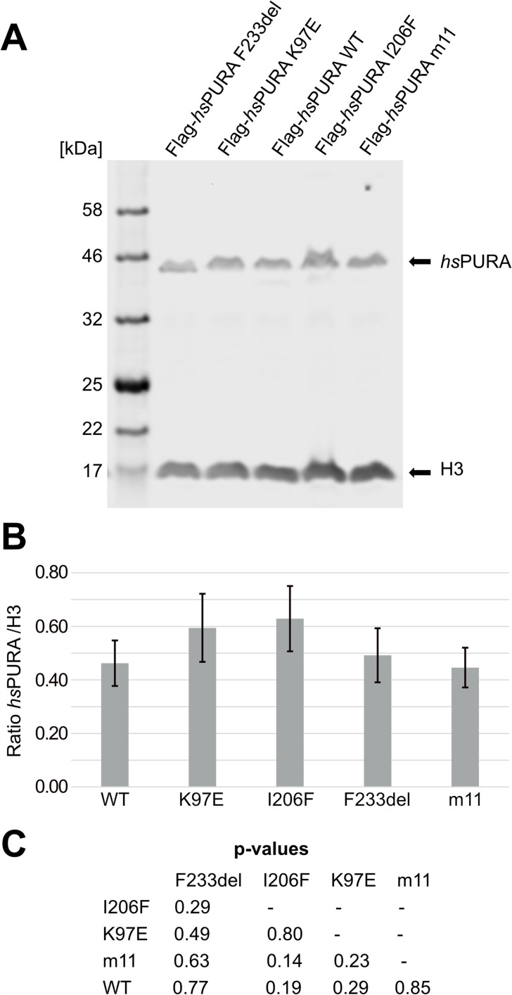 Figure 1—figure supplement 1.