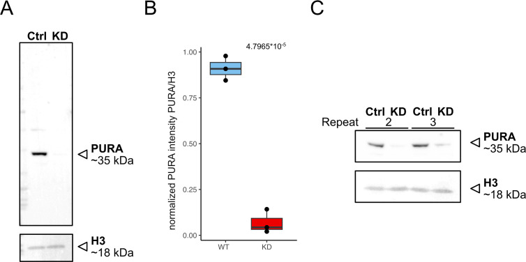 Figure 1—figure supplement 3.