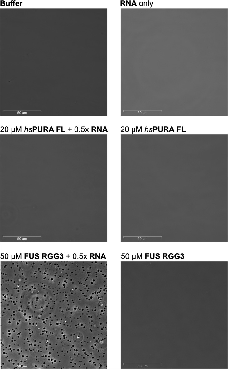 Figure 2—figure supplement 1.