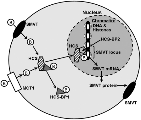 FIGURE 1 