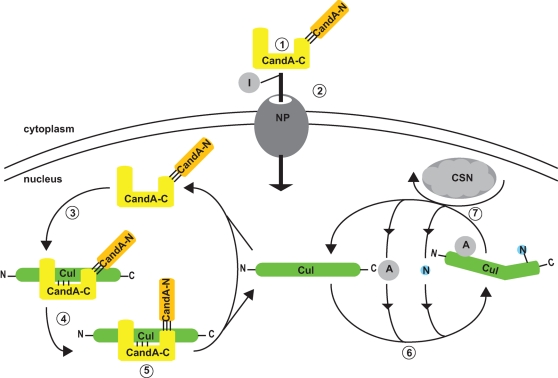 FIGURE 7: