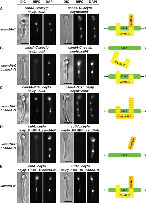 FIGURE 6: