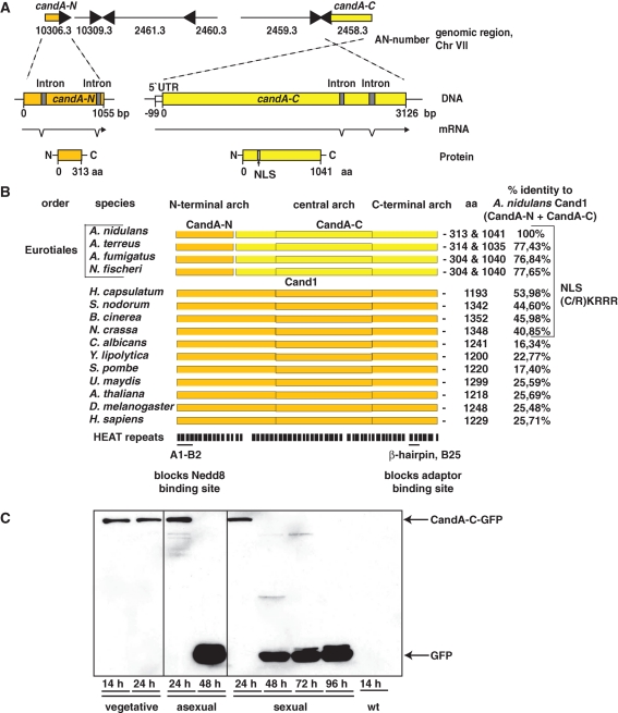 FIGURE 1: