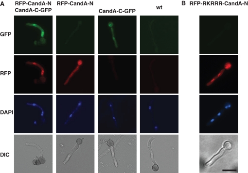 FIGURE 4: