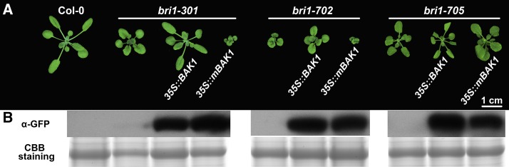 Figure 7.