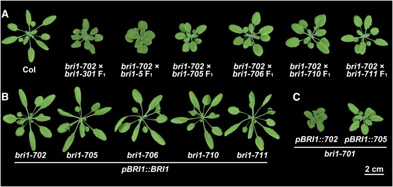 Figure 3.