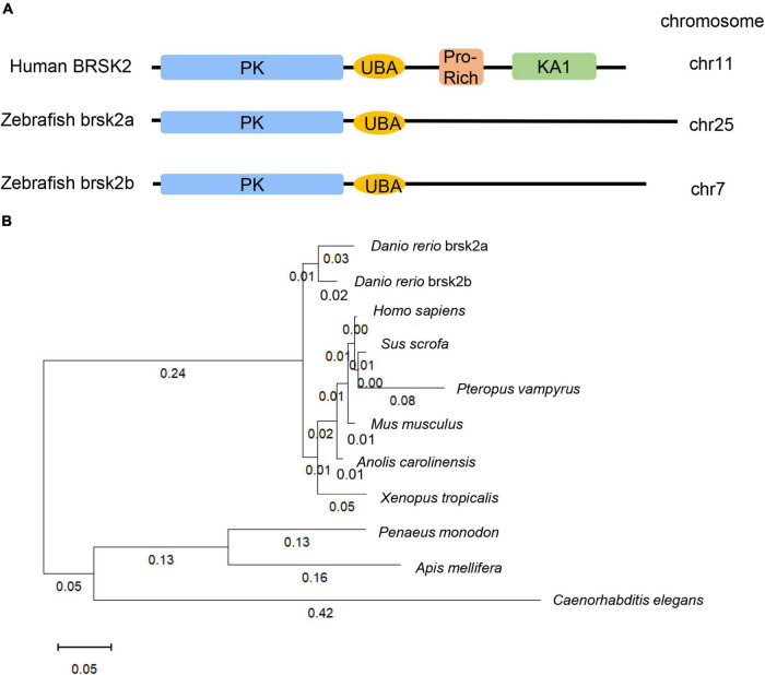 FIGURE 1