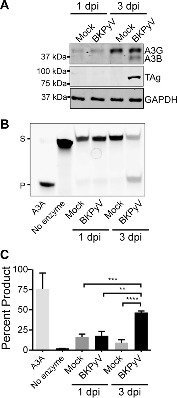 FIG 2