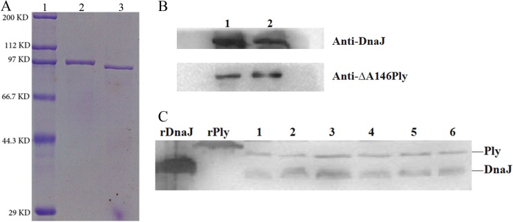 FIG 1