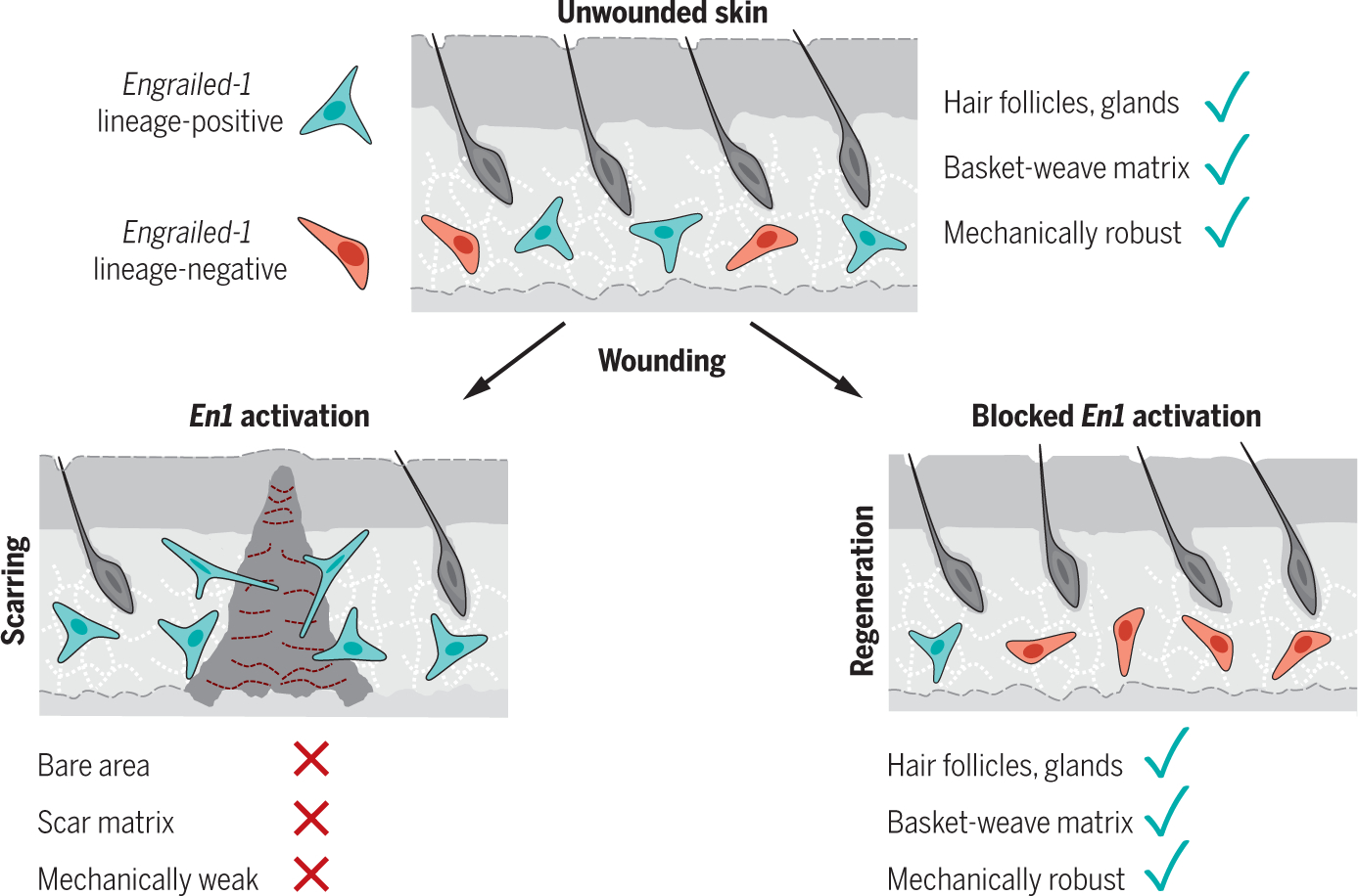 Engrailed-1 activation in skin fibroblasts drives scarring.