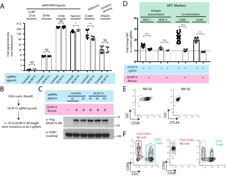 Figure 5—figure supplement 1.