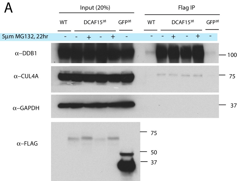 Figure 7—figure supplement 1.