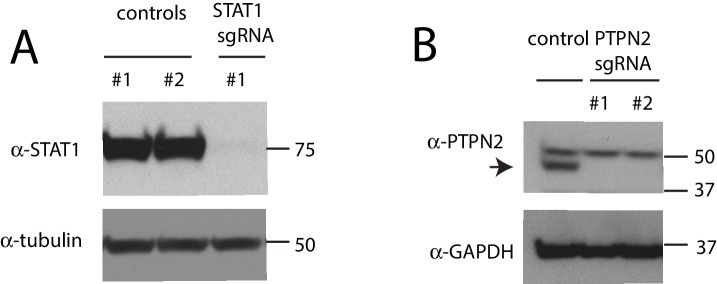 Figure 2—figure supplement 1.