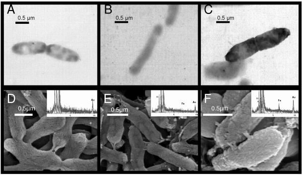 FIG. 8.