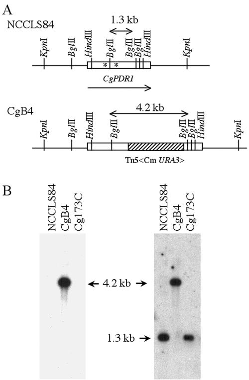 FIG. 1.