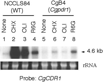 FIG. 4.