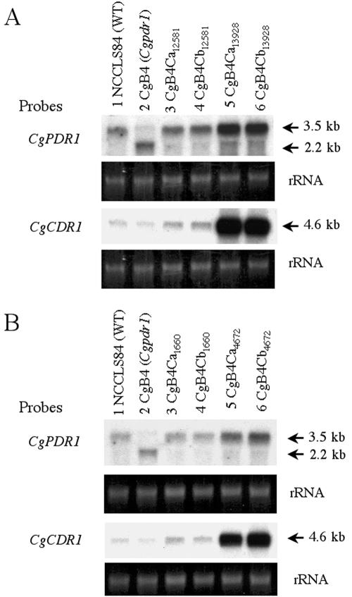 FIG. 7.