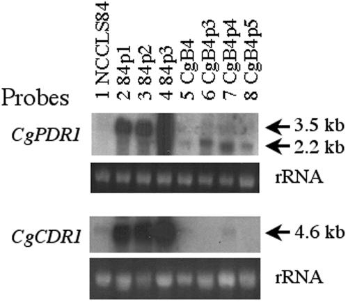 FIG. 8.