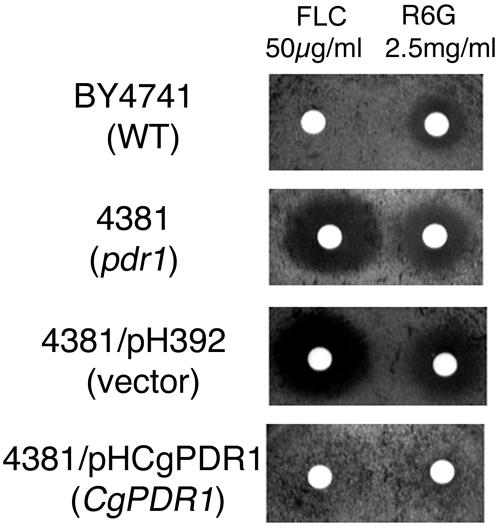 FIG. 2.