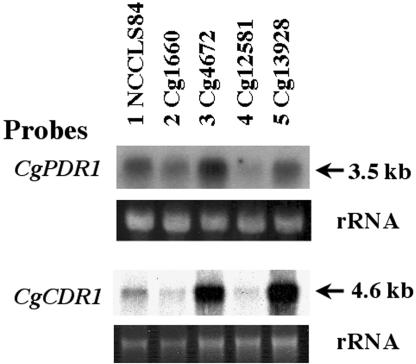 FIG. 6.